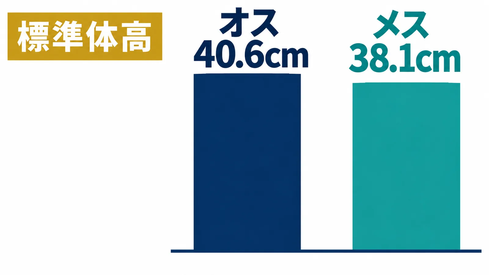 犬種の標準体高としてオス40.6cmとメス38.1cmを縦棒で比較