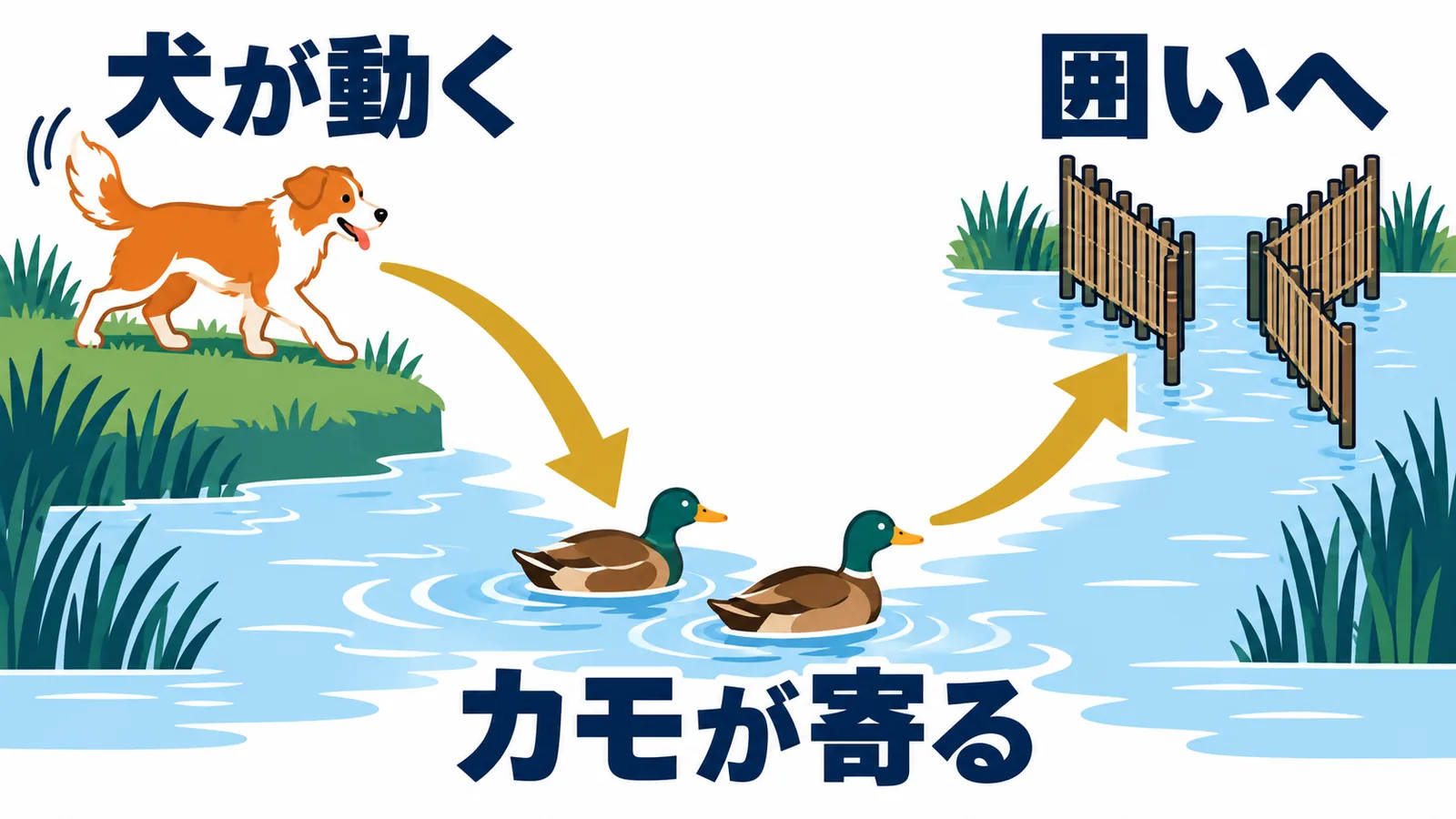 犬の動きにカモが寄り、囲いへ進む仕組み